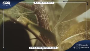 كمبوند ذا بترفلاي المستقبل سيتي
